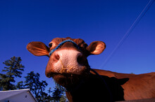 A Close Up Of The Face Of A Cow, Maine, USA.