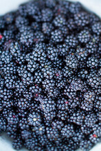 Bowl Of Wild Blackberries From The Oregon Coast.