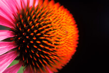 Close-up Of An Echinacea Flower, USA.
