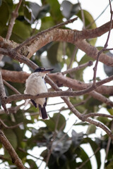 Wall Mural - asia bird looking for food in nature