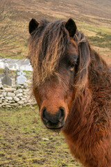 Brown pony in a field in Ireland