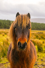 Brown pony in a field in Ireland