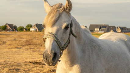 Wall Mural - Horse portrait in the sun.Farm animals.White horse with white mane close-up portrait.White horse in paddock at sunset.horse walks in a street paddock.Breeding and raising horses.Animal husbandry 