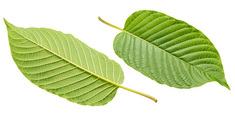 Mitragyna speciosa Korth or Kratom leaf solated on white, Mitragyna speciosa leaf Isolated on White background, PNG File..