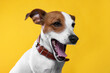 Adorable Jack Russell terrier with collar on yellow background