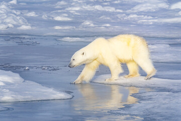 Wall Mural - polar bear walking on ice in norway in the arctic at the polar ice edge. close to the north pole.
