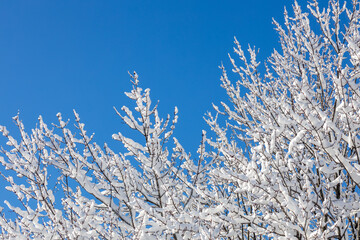 Wall Mural - Low angle, abstract texture background of woodland treetop branches covered with heavy snow, against a clear blue sky