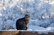 Close up view of a gray and brown striped tabby cat sitting on a wooden deck bench looking at the camera in front of an ethereal snow covered back yard on a sunny winter day