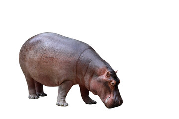 Hippopotamus isolated on transparent background png file	