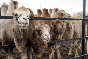 camels in a pen at the zoo. a hairy camel in a pen with a long light brown fur winter coat to keep t