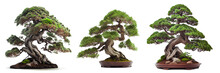 Bonsai Tree Isolated On White
Beautiful And Expensive Bonsai