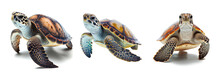 Sea Turtles Are Swimming On A Transparent Background.