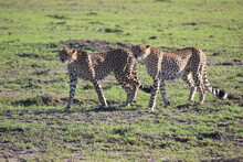 A Couple Of Cheetahs Walk In The Morning On The Savannah In Kenya In The Masai Mara Park