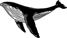 Illustration Of Whale. Design Element For Poster, Card, Banner, Emblem, Sign. Vector Illustration
