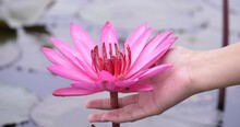 Close Up. Woman's Hand Touching A Lotus Flower In The Lake, Lotus Flower And Person.