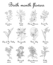 Birth Month Flowers Set Of Line Art Illustrations On Transparent Background. Carnation, Violet, Honeysuckle, Lilies, Aster Hand Drawn Sketch. Modern Design For Jewelry, Tattoo, Logo, Stickers. PNG