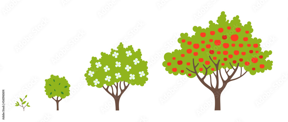 Set of apple fruit tree growing process. Orchard garden harvest ...