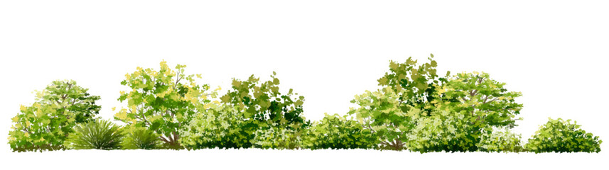 Wall Mural - vector watercolor of grass or tree side view isolated on white background for landscape and architec