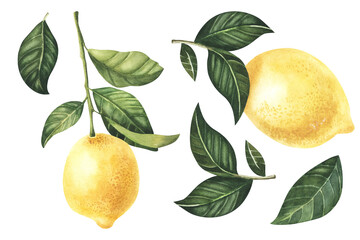 Wall Mural - Watercolor Lemon fruit with leaves hand drawn illustration isolated on a white background botanical painted