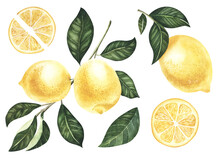 Watercolor Lemon Fruit With Leaves Hand Drawn Illustration Isolated On A White Background Botanical Painted With Slices 