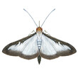 Boxtree Moth