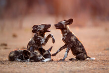 African Wild Dog Pups Waking Up At Sunrise In Mana Pools National Park In Zimbabwe