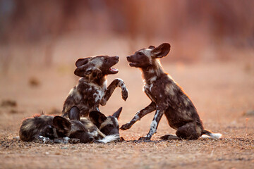 african wild dog pups waking up at sunrise in mana pools national park in zimbabwe