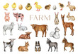 © anitapol - Farm animals and birds hand drawn set. Cow, pig, sheep, goat, chicken, duck, rabbit farm domestic animals big collection. Cute hand drawn piglet, chick, lamb, donkey, bunny on white background