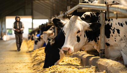 Farmer with a digital tablet in a cow farm. Herd management concept