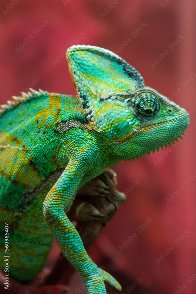The green chameleon Chamaeleonidae is a family of lizards that can ...