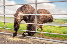 Couple Of Tall Brown Emu Ostrich In An Open Farm Or Contact Zoo Eating Food Left By Visitors. Warm Sunny Day. Blue Sky.