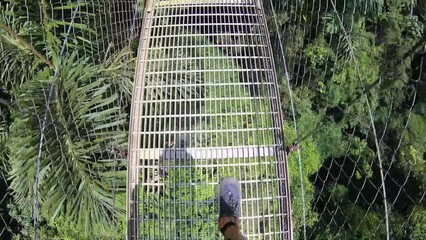 Wall Mural - Walking across a suspension bridge in the cloud forest of Monte Verde, Costa Rica