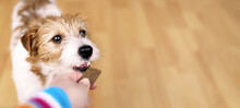 Hand Giving Snack Treat To A Healthy Dog. Teeth Cleaning, Pet Dental Care Banner, Background.
