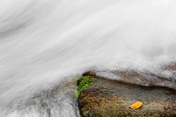 stone in the river with moss and leaf