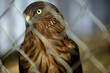 © Cavan Images - Yellow eye of a bird of prey stairs at camera from behind a cage.
