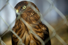 Yellow Eye Of A Bird Of Prey Stairs At Camera From Behind A Cage.