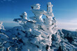 © Cavan Images - Rime encrusted trees, Western Maine.