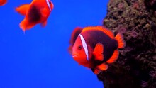 Red Marine Fish In The Aquarium