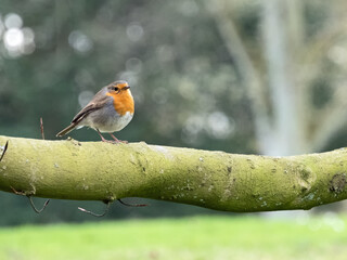 Nahaufnahme eines Rotkehlchens (Erithacus rubecula) auf einem Ast