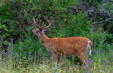Wall Mural - White-tailed deer buck in the early morning light with velvet antlers eating leaves in summer in Canada