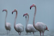 © Dr Ajay Kumar Singh - Closeup of a Greater Flaming in the morning hours at Asker coast of Bahrain