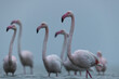 © Dr Ajay Kumar Singh - Greater Flamingos in cloudy weather in the morning at Asker coast of Bahrain