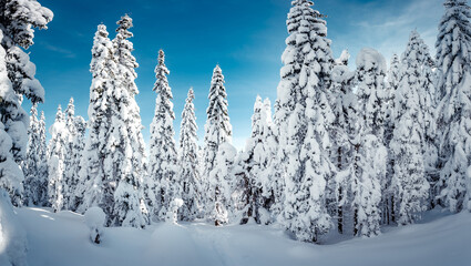 Leinwandbilder - Winter landscape trees in frost. Bright winter morning in Carpathian mountains with snow covered fir trees. Wonderful mountain scenery, Happy New Year celebration concept. Nature landscape. Ukraine