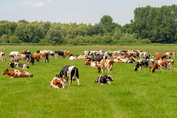 A group of black and white Dutch cow standing and nibbling fresh grass on green meadow, Typical polder landscape in Holland, Open farm with dairy cattle on the field in countryside farm, Netherlands.