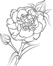 Flowers Branch Of  Carnations Flower Hand Drew Vector Illustration Vintage Design Elements Bouquet Floral Natural Collection Coloring Page And Book For Adult And Children Isolate On White Background,