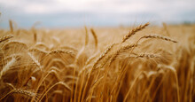 Wheat Golden Field. Summer Background Of Ripening Ears Of Landscape. Harvesting. Agro Business.