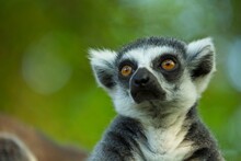 Ring-tailed Lemur - Lemur Catta, Beautiful Lemur From Southern Madagascar Forests. Closeup, Portrait.