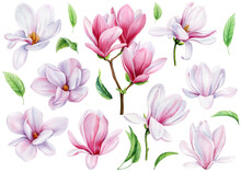 Collection Magnolia Flowers On An Isolated White Background, Watercolor Floral Design Elements