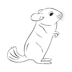 Hand drawn Chinchilla isolated on white background. Cute funny Chinchilla in minimal style. Mouse, hamster or chinchilla in black and white illustration