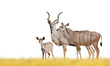 Greater kudu isolated on transparent background, PNG. 